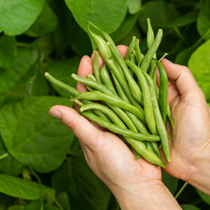 Green Beans