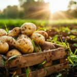 Potatoes Image